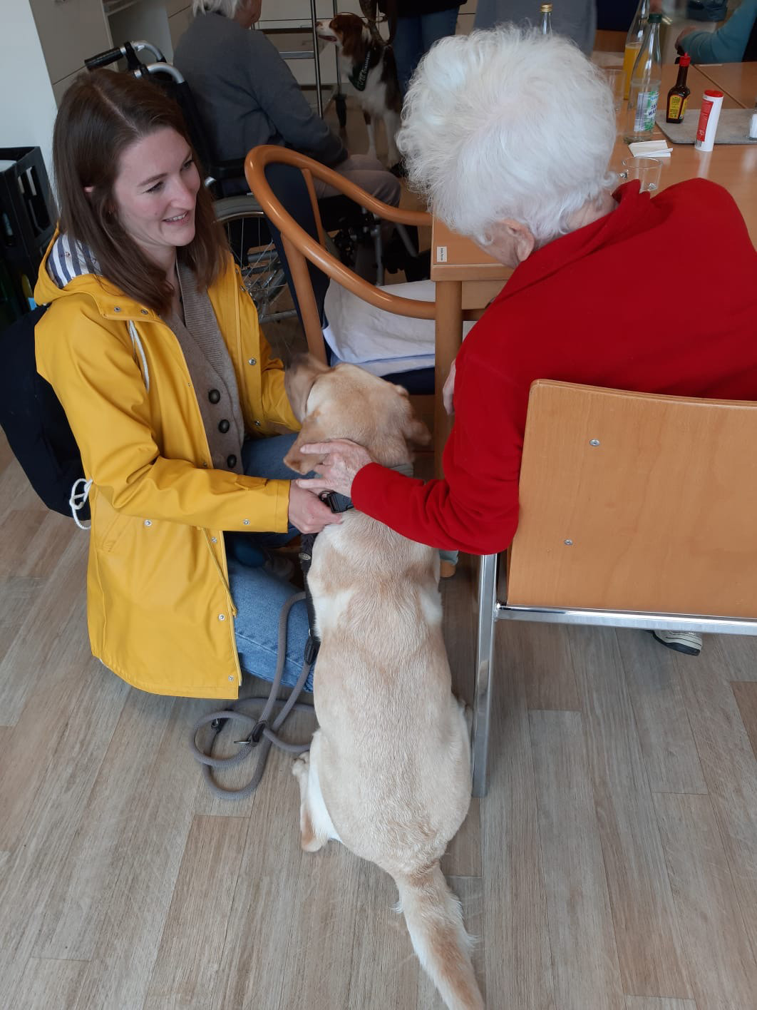 Therapiebegleithund Lotti