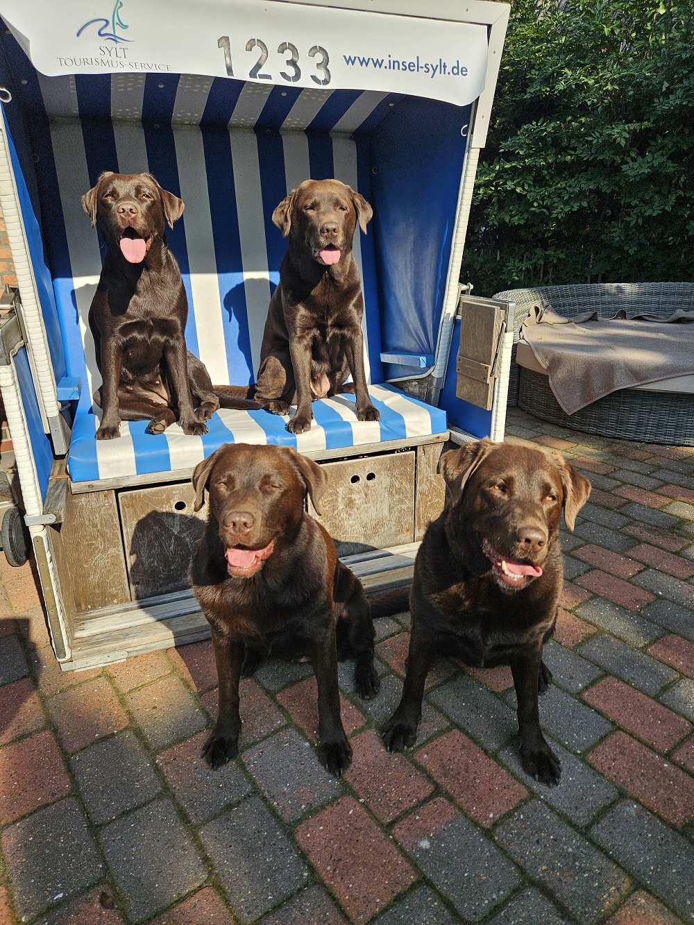 Freyja, Nala, Ronja und Benja